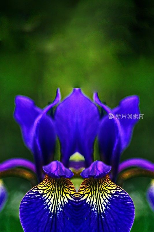 池塘植物特写。蓝旗鸢尾(iris laevigata)。巴伐利亚,德国